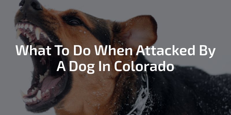 What To Do When Attacked By A Dog In Colorado