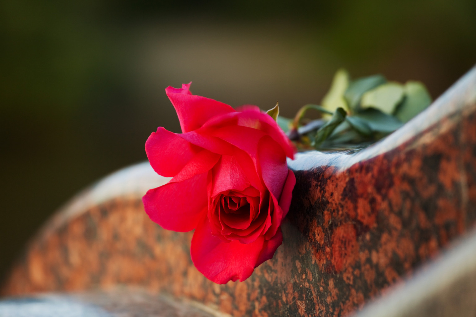 Rose on a gravestone