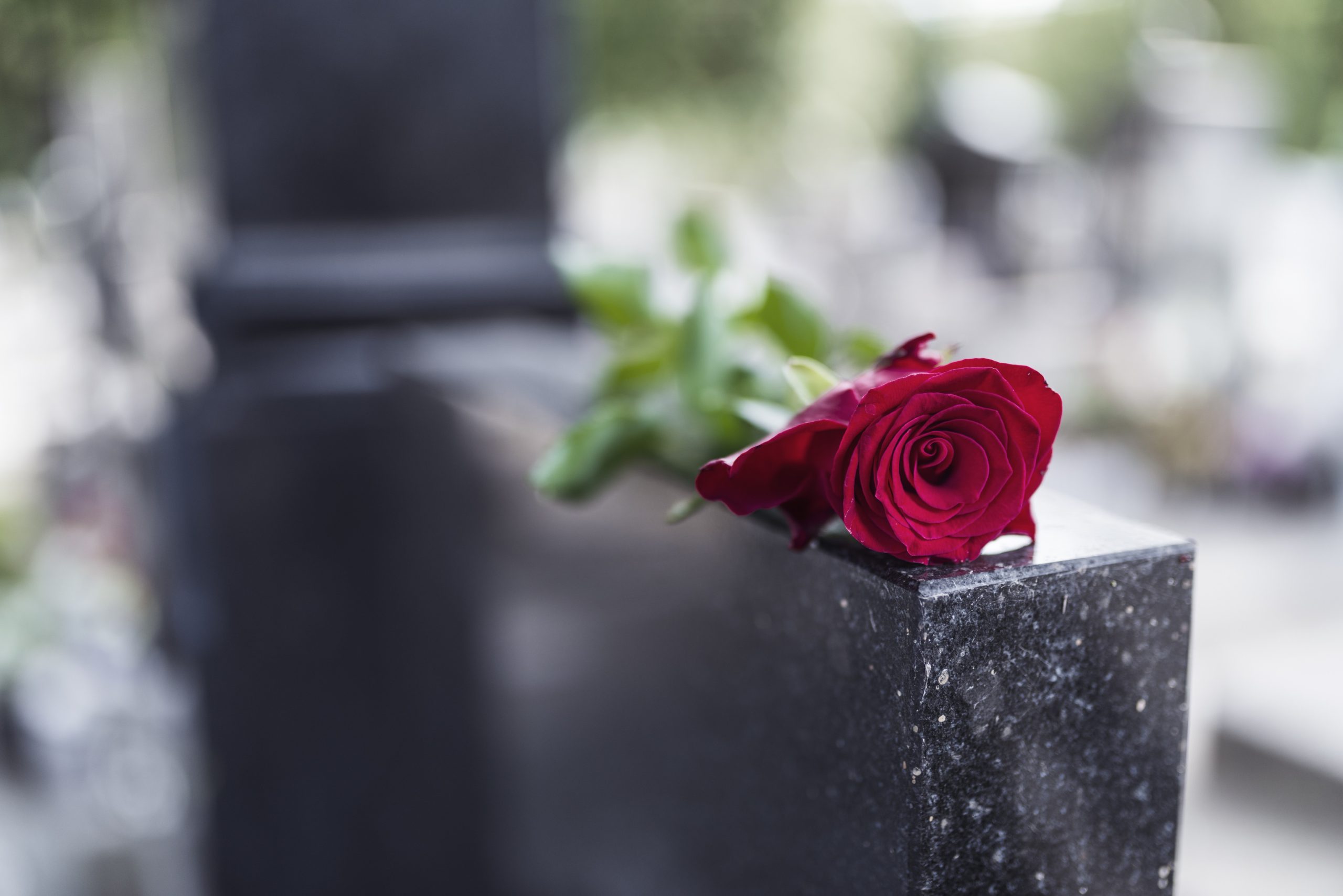An image of a flower on a grave